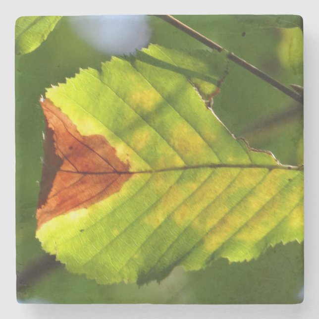 Posavasos De Piedra Hoja de Otoño Verde (Anverso)