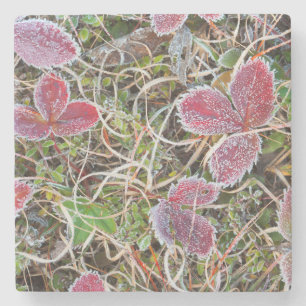 Posavasos De Piedra Hojas cubiertas de escarcha, Canadá