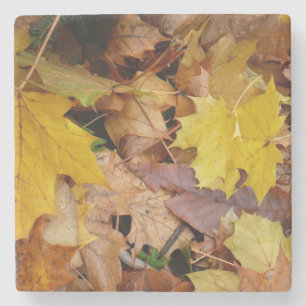 Posavasos De Piedra Hojas de Arce Caídas Amarillas Otoño Naturaleza
