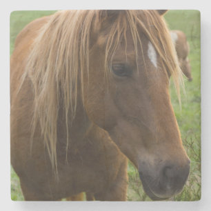 Posavasos De Piedra Hola de caballo