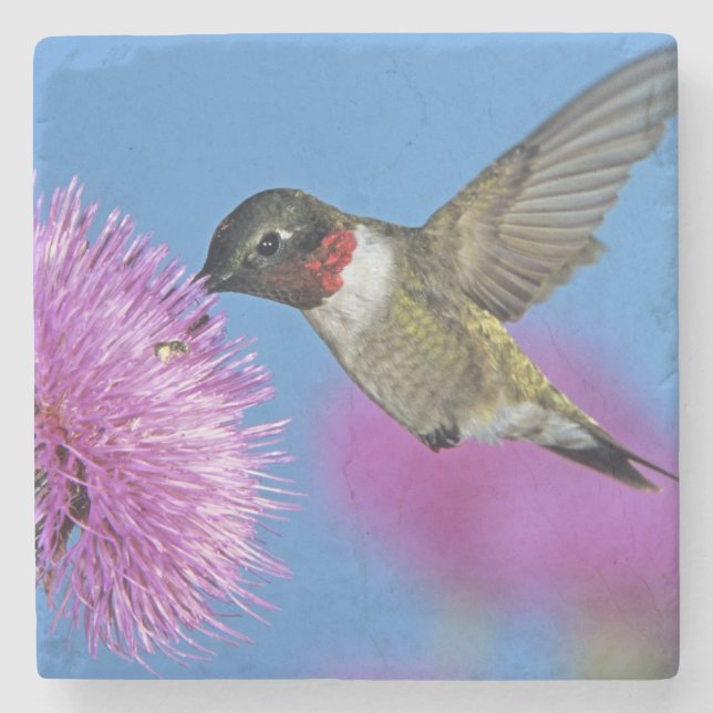 Posavasos De Piedra Hummingbird (Anverso)