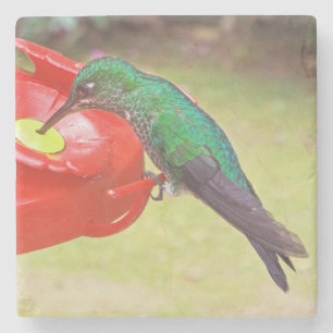 POSAVASOS DE PIEDRA HUMMINGBIRD/COSTERA DE ASAMBLEA PURPLE/COSTERA DE