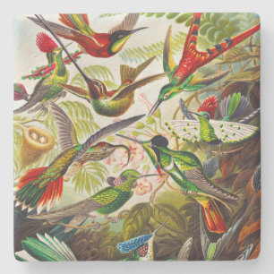 Posavasos De Piedra Hummingbirds por Ernst Haeckel