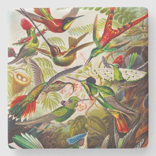 Posavasos De Piedra Hummingbirds por Ernst Haeckel (Anverso)