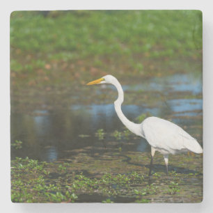 Posavasos De Piedra Hunting Egret