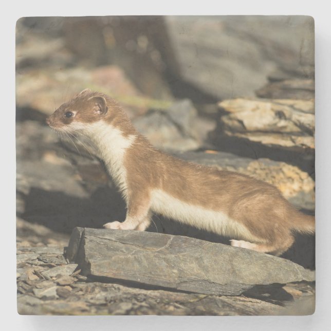 Posavasos De Piedra Hunting Weasel (Anverso)