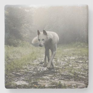 Posavasos De Piedra Husky Siberiano Blanco
