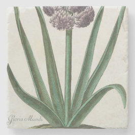 Posavasos De Piedra Hyacinth Flower (por Johann Michael Seligmann)
