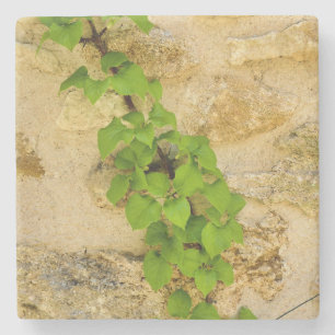 Posavasos De Piedra Hydrangea petiolaris