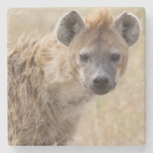 Posavasos De Piedra Hyena