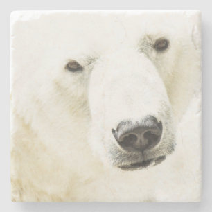 Posavasos De Piedra Icy Stare de un oso polar