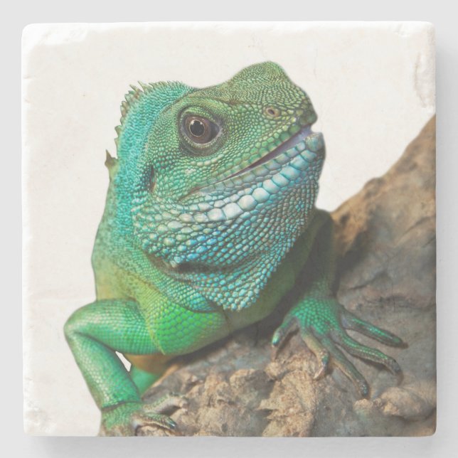 Posavasos De Piedra Iguana verde (Anverso)