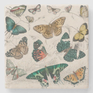 Posavasos De Piedra Ilustración antigua de mariposa: Orfebre de 1820