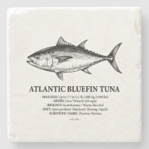 Ilustración científica del atún rojo del Atlántico
