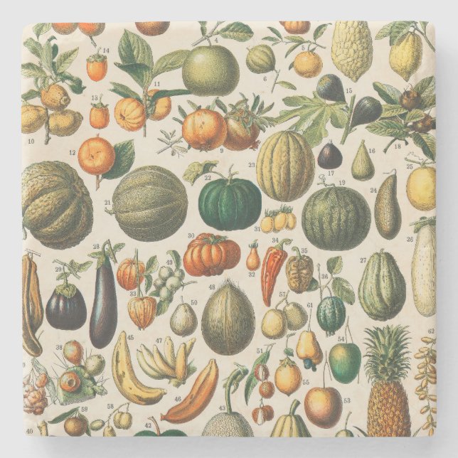 Posavasos De Piedra Ilustracion científico botánico de frutas (Anverso)