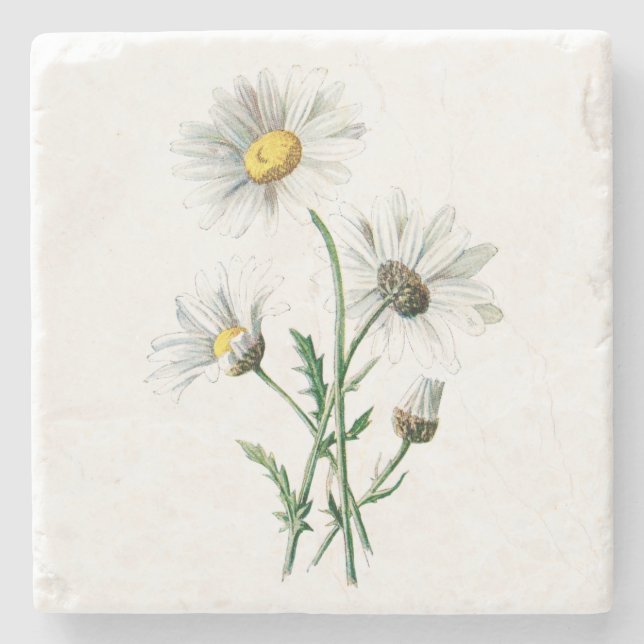 Posavasos De Piedra Ilustracion de la flor de la margarita blanca del (Anverso)