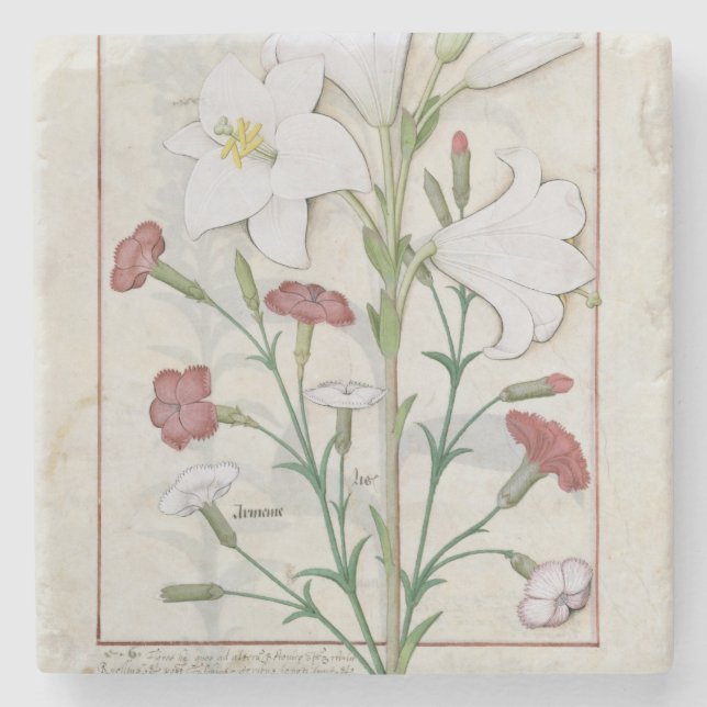 Posavasos De Piedra Ilustracion del 'libro de simple (Anverso)