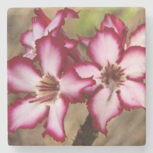 Posavasos De Piedra Impala Lily (Adenium Multiflorum), Kruger