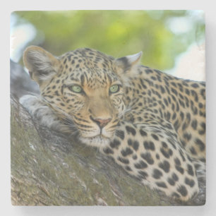 Posavasos De Piedra Impresionante leopardo