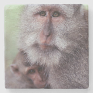 Posavasos De Piedra Indonesia, Bali, Ubud, Macaque de larga cola
