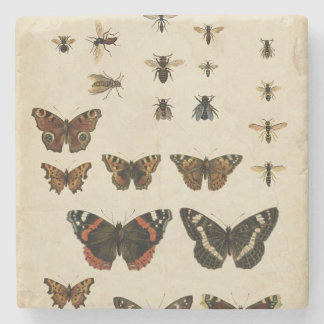 Posavasos De Piedra Insectos de jardín por Vision Studio (Anverso)