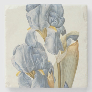 Posavasos De Piedra Iris Pallida, de "Les Liliacees", 1812