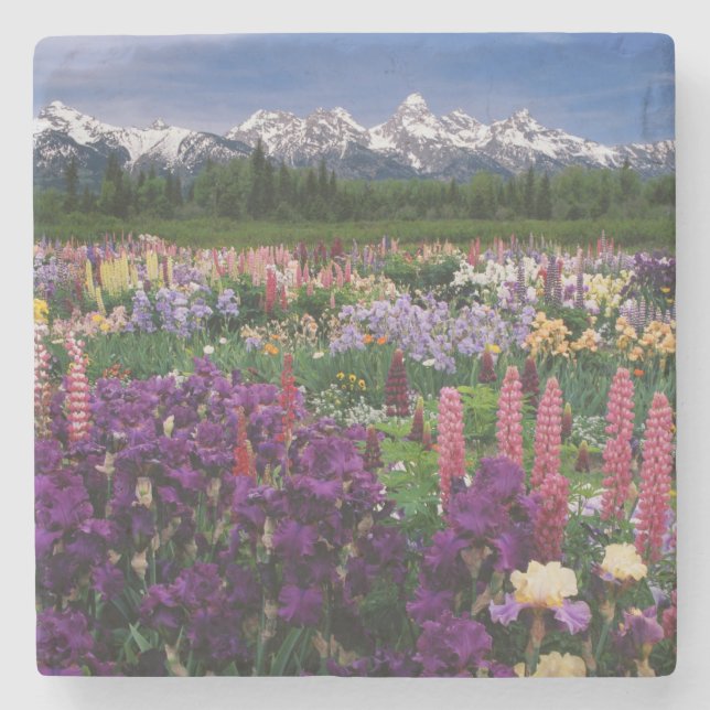 Posavasos De Piedra Iris y Lupine Garden y Teton Range, (Anverso)