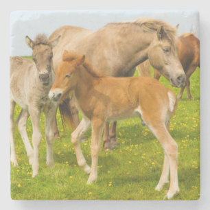 Posavasos De Piedra Islandia. Dyrholaey. Potros de caballo islandés