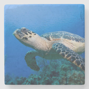 Posavasos De Piedra Islas Caimán, Little Cayman Island, Bajo el agua 2