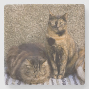 Posavasos De Piedra Italia, Cinque Terre, Vernazza. Tres gatos