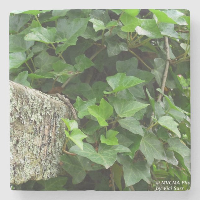 Posavasos De Piedra Ivy y Lichens - Viñedo de Martha (Anverso)