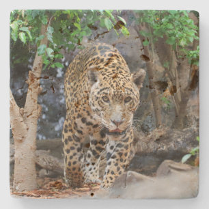 Posavasos De Piedra Jaguar20150501