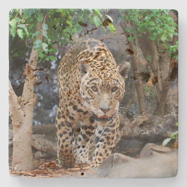 Posavasos De Piedra Jaguar20150501 (Anverso)