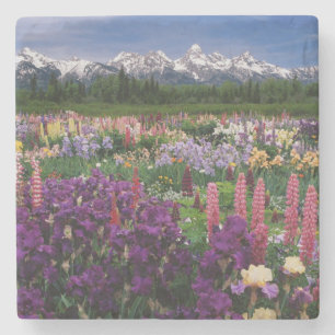 Posavasos De Piedra Jardín de Iris y Lupino y Cordillera Teton,