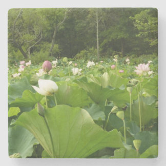 Posavasos De Piedra Jardín de verano de Lotus Flowers