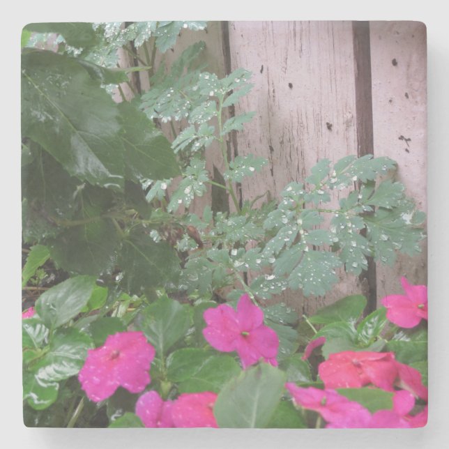 Posavasos De Piedra Jardín después de la lluvia - Viñedo de Martha (Anverso)