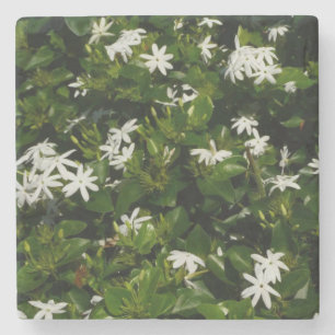 Posavasos De Piedra Jazmín Flores Tropicales Florales Botánicas
