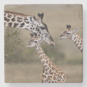 Posavasos De Piedra Jirafa Masái (Giraffa tippelskirchi)