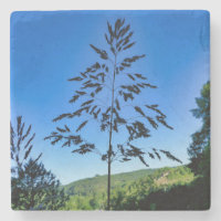 Johnson Grass