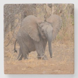 Posavasos De Piedra Joven elefante con orejas desplegadas.