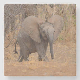Posavasos De Piedra Joven elefante con orejas desplegadas.