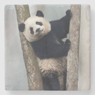 Posavasos De Piedra Joven panda subiendo un árbol, China