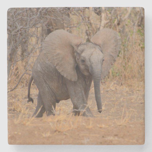 Posavasos De Piedra Jóvenes Elefantes Con Orejas Flalladas. (Anverso)