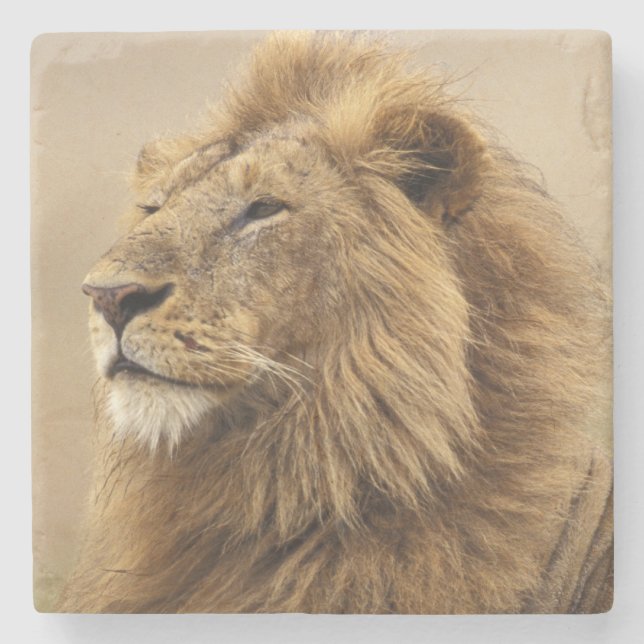 Posavasos De Piedra Kenia, Masai Mara | León Macho (Anverso)