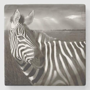 Posavasos De Piedra Kenia. Negro y blanco de cebra y liso.