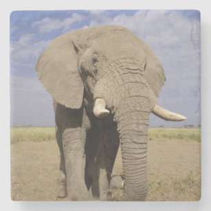 Posavasos De Piedra Kenia: Parque Nacional Amboseli, elefante macho