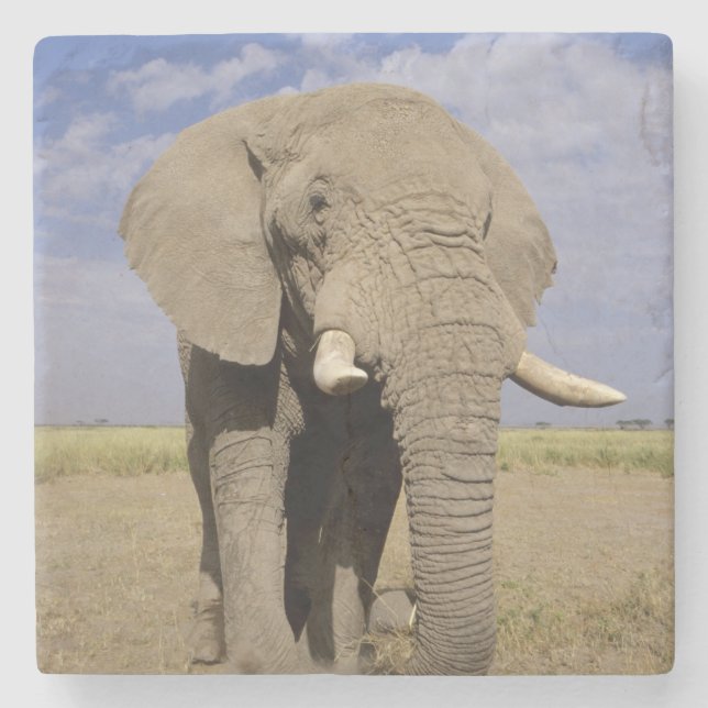 Posavasos De Piedra Kenia: Parque nacional de Amboseli, elefante (Anverso)