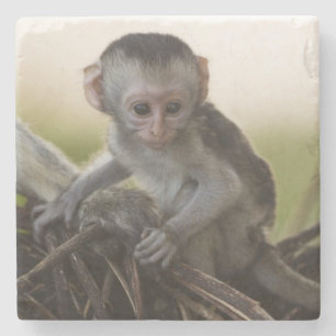 Posavasos De Piedra Kenia, Reserva de caza Samburu. Mono vervet
