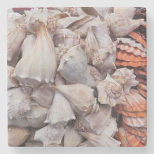 Posavasos De Piedra Key West, conchas marinas