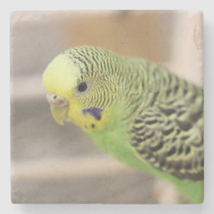 Posavasos De Piedra Kiwi